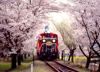 嵯峨野トロッコ列車運転