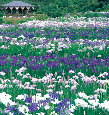 滝谷花しょうぶ園