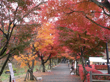 心静かに紅葉を観る会