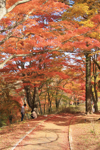 富士・山中湖ぐるりんウオーク