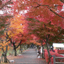 心静かに紅葉を観る会