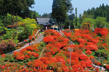 天王神社のつつじ