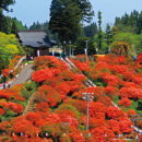 天王神社のつつじ